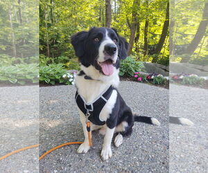 Labrenees Dogs for adoption in Croydon, NH, USA
