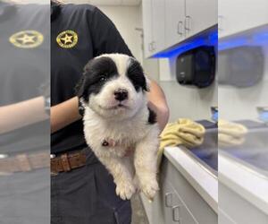 Great Pyrenees-Unknown Mix Dogs for adoption in Rosenberg, TX, USA