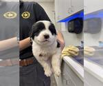 Small Great Pyrenees Mix