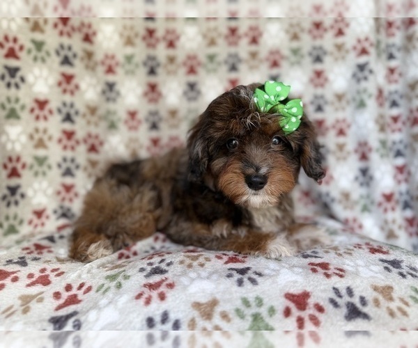 Medium Photo #9 Aussiedoodle Miniature  Puppy For Sale in LAKELAND, FL, USA