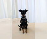 Small Miniature Pinscher Mix