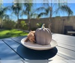 Small #9 Australian Labradoodle