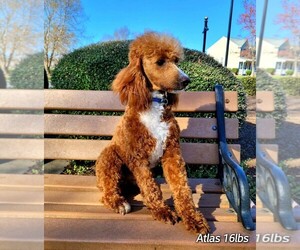 Father of the Goldendoodle (Miniature) puppies born on 03/13/2026