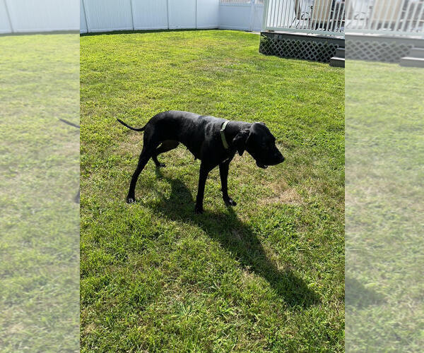 Medium Photo #4 Great Dane-Unknown Mix Puppy For Sale in Woodbury, NY, USA