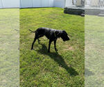 Small #3 Great Dane Mix