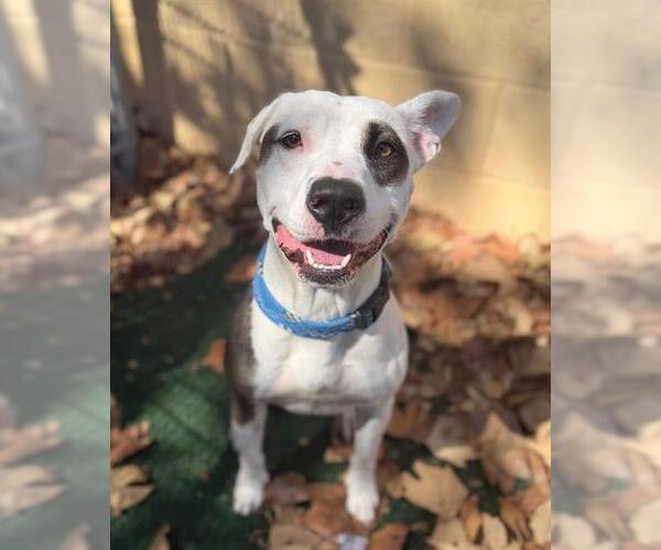 Medium Photo #1 Mutt Puppy For Sale in Chula Vista, CA, USA