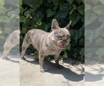 Small Photo #1 French Bulldog Puppy For Sale in CITY INDUSTRY, CA, USA