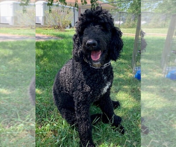 Medium Photo #1 Poodle (Standard) Puppy For Sale in CLARE, IL, USA
