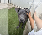 Small #1 Catahoula Leopard Dog Mix