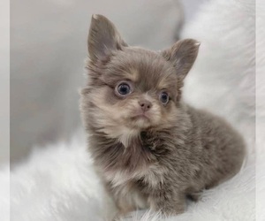 Chihuahua Puppy for sale in BULLARD, TX, USA