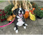 Small #1 American Staffordshire Terrier-Great Dane Mix