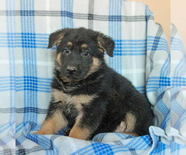 Medium Photo #4 German Shepherd Dog Puppy For Sale in GAP, PA, USA