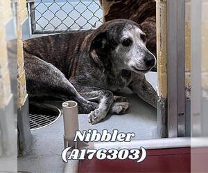 American Pit Bull Terrier-Unknown Mix Dogs for adoption in Tulsa, OK, USA