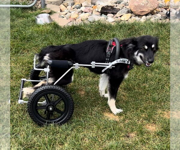 Medium Photo #4 Australian Shepherd-Unknown Mix Puppy For Sale in Estherville, IA, USA