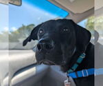 Small #8 Labrador Retriever Mix
