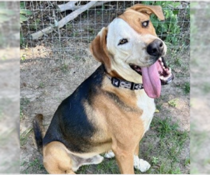 Coonhound-Great Dane Mix Dogs for adoption in Bristol, CT, USA