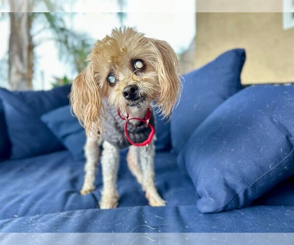 Medium Photo #1 Maltipoo Puppy For Sale in  Ramona, CA, USA