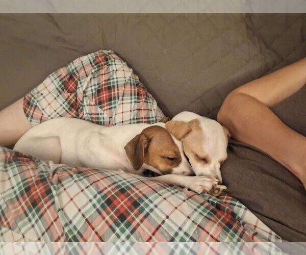 Medium Photo #2 Italian Greyhuahua Puppy For Sale in Arlington, WA, USA