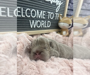 French Bulldog Puppy for Sale in SELLERSBURG, Indiana USA