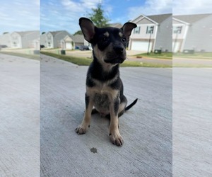 Chihuahua-Unknown Mix Dogs for adoption in Woodbury, NY, USA