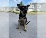 Small Chihuahua Mix