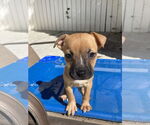 Small #3 Boxer Mix