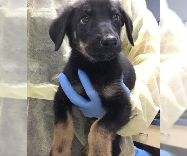 Medium Photo #1 German Shepherd Dog-Unknown Mix Puppy For Sale in Riverside, CA, USA
