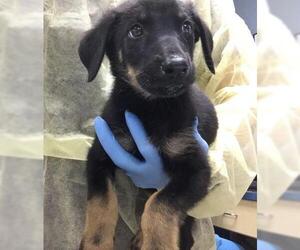 German Shepherd Dog-Unknown Mix Dogs for adoption in Riverside, CA, USA