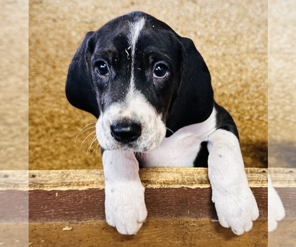 Medium Photo #3 Bluetick Coonhound Puppy For Sale in PETALUMA, CA, USA