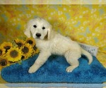 Small Photo #69 English Cream Golden Retriever Puppy For Sale in PEYTON, CO, USA