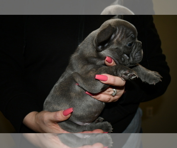 Medium Photo #14 French Bulldog Puppy For Sale in GRAHAM, WA, USA