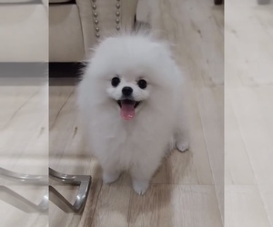 Pomeranian Puppy for sale in EASTVALE, CA, USA