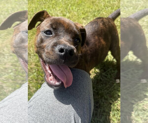 Medium Photo #5 Mutt Puppy For Sale in Mooresville, NC, USA