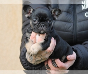 French Bulldog Puppy for sale in NEW YORK, NY, USA