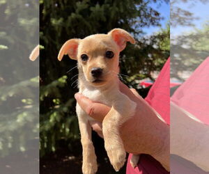 Medium Chihuahua Mix