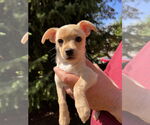 Small Chihuahua Mix