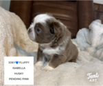 Small #6 French Bulldog