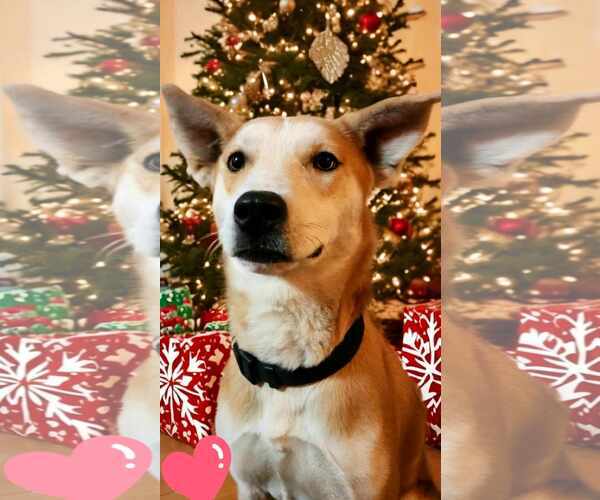 Medium Photo #8 Shiba Inu-Unknown Mix Puppy For Sale in Sheboygan, WI, USA