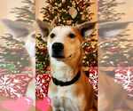 Small #7 Shiba Inu Mix