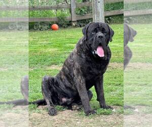 Father of the Mastiff puppies born on 03/23/2025