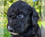 Small #1 F2 Aussiedoodle
