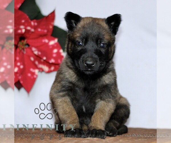 Medium Photo #1 Belgian Malinois Puppy For Sale in STRASBURG, PA, USA