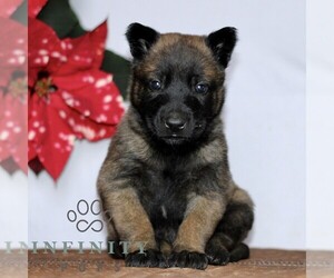 Belgian Malinois Puppy for sale in STRASBURG, PA, USA