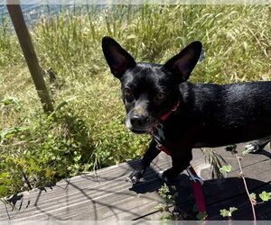 Chihuahua Dogs for adoption in Berkeley , CA, USA