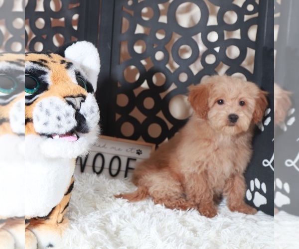 Medium Photo #3 Maltipoo (Miniature) Puppy For Sale in MOUNT VERNON, OH, USA