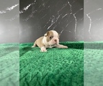 Small Photo #11 Boston Terrier Puppy For Sale in TULARE, CA, USA