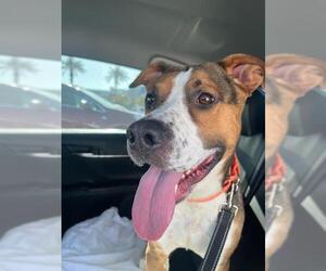 American Pit Bull Terrier-Unknown Mix Dogs for adoption in Las Vegas, NV, USA