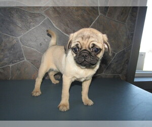 Pug Puppy for sale in JACKSON, MI, USA