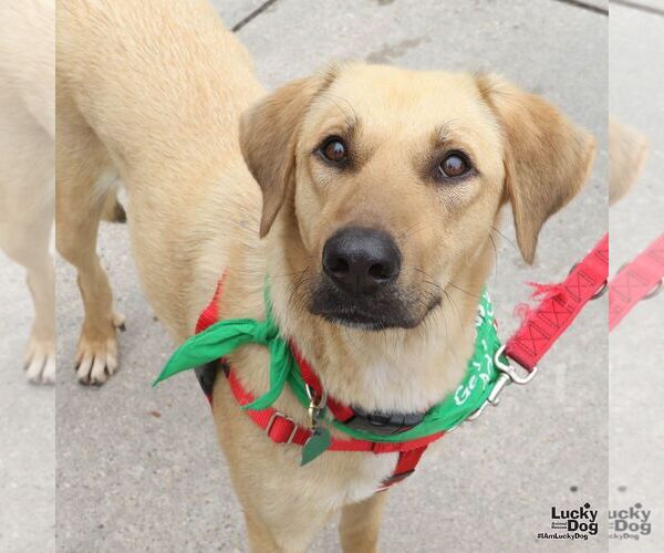 Medium Photo #3 Labrador Retriever-Unknown Mix Puppy For Sale in Washington, DC, USA