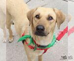 Small #2 Labrador Retriever Mix